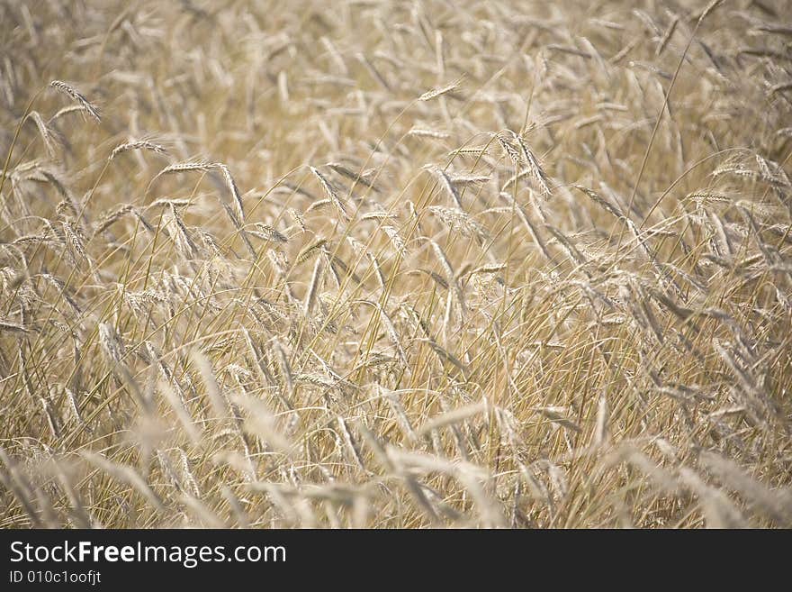 Wheat field