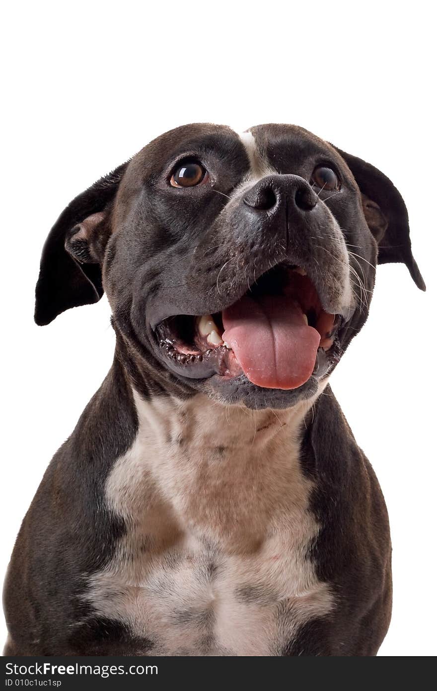 Portrait of the american staffordshire terrier. isolated