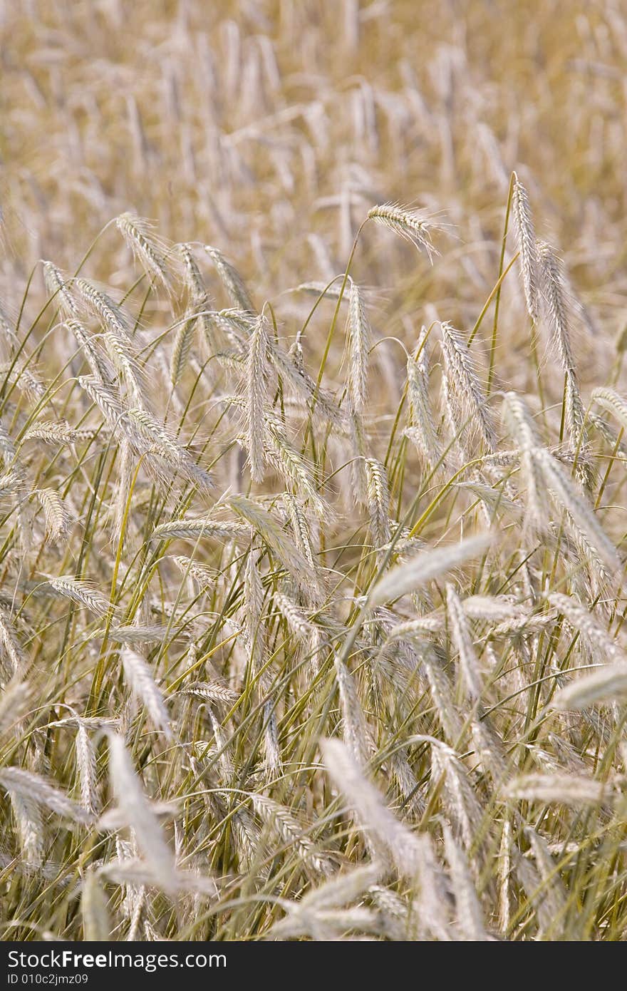 Golden wheat field