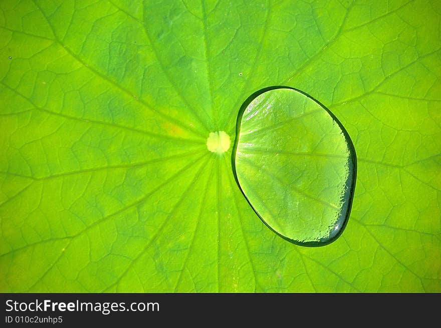 Water drop on lotus leaf