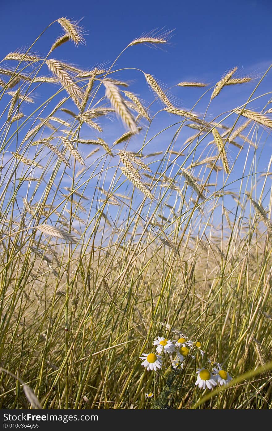 Golden wheat field and blue sky