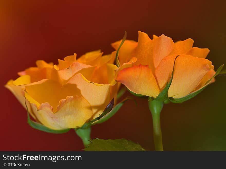 Two Yellow Roses