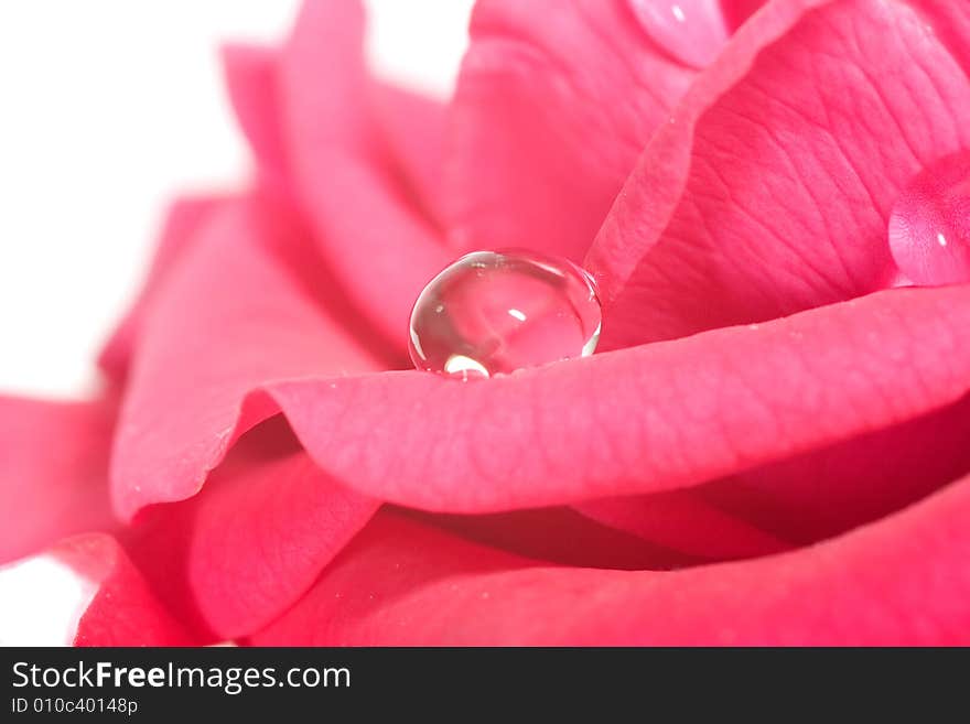 Delicate pink rose with big drop