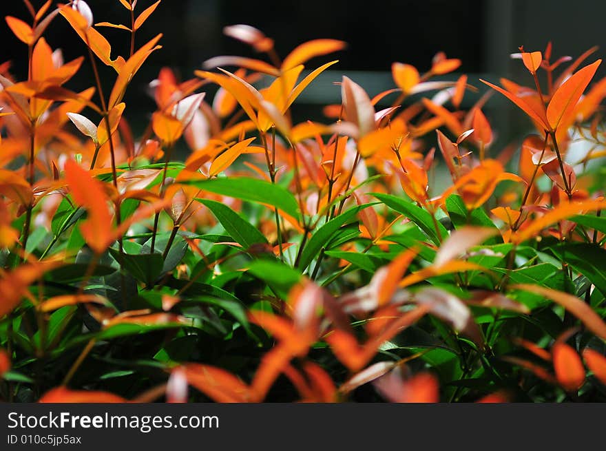 Leaves growing from the road side colored in orange