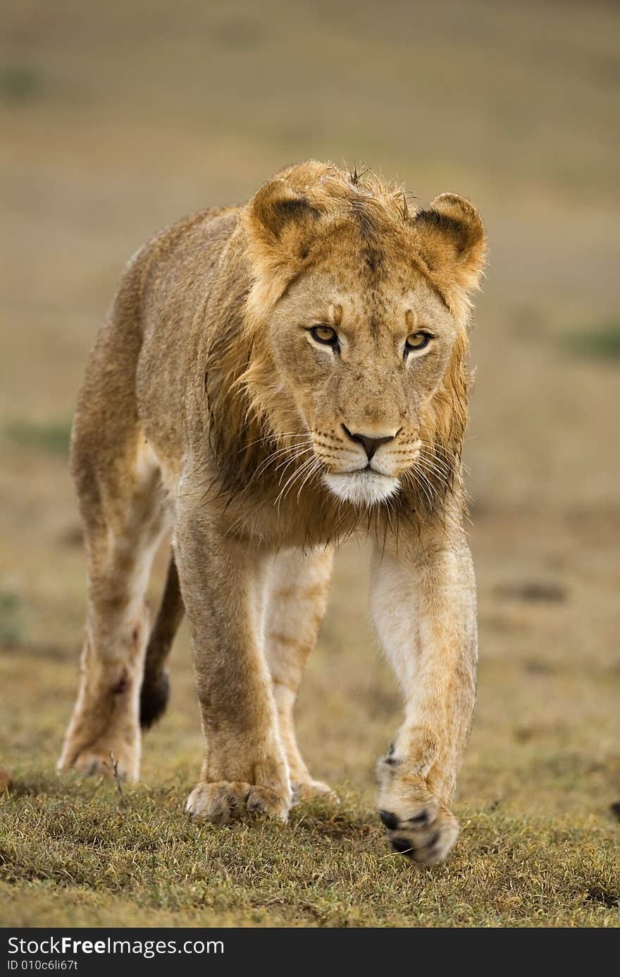 Young Male Lion