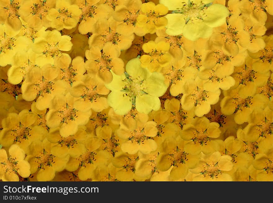 Flowers. Yellow sunny wild flowers. Flowers. Yellow sunny wild flowers