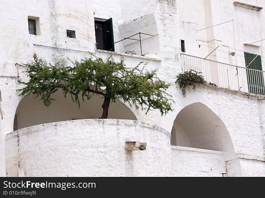 Green tree on terrace in ostuni - italy