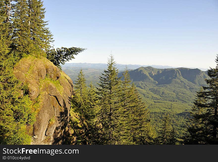 Angled Tree on Mountain Trail