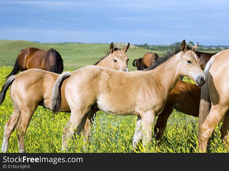 Quarter horse foals