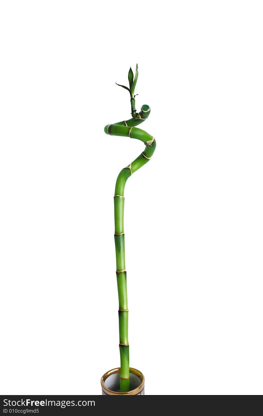 Isolated green branch bamboo