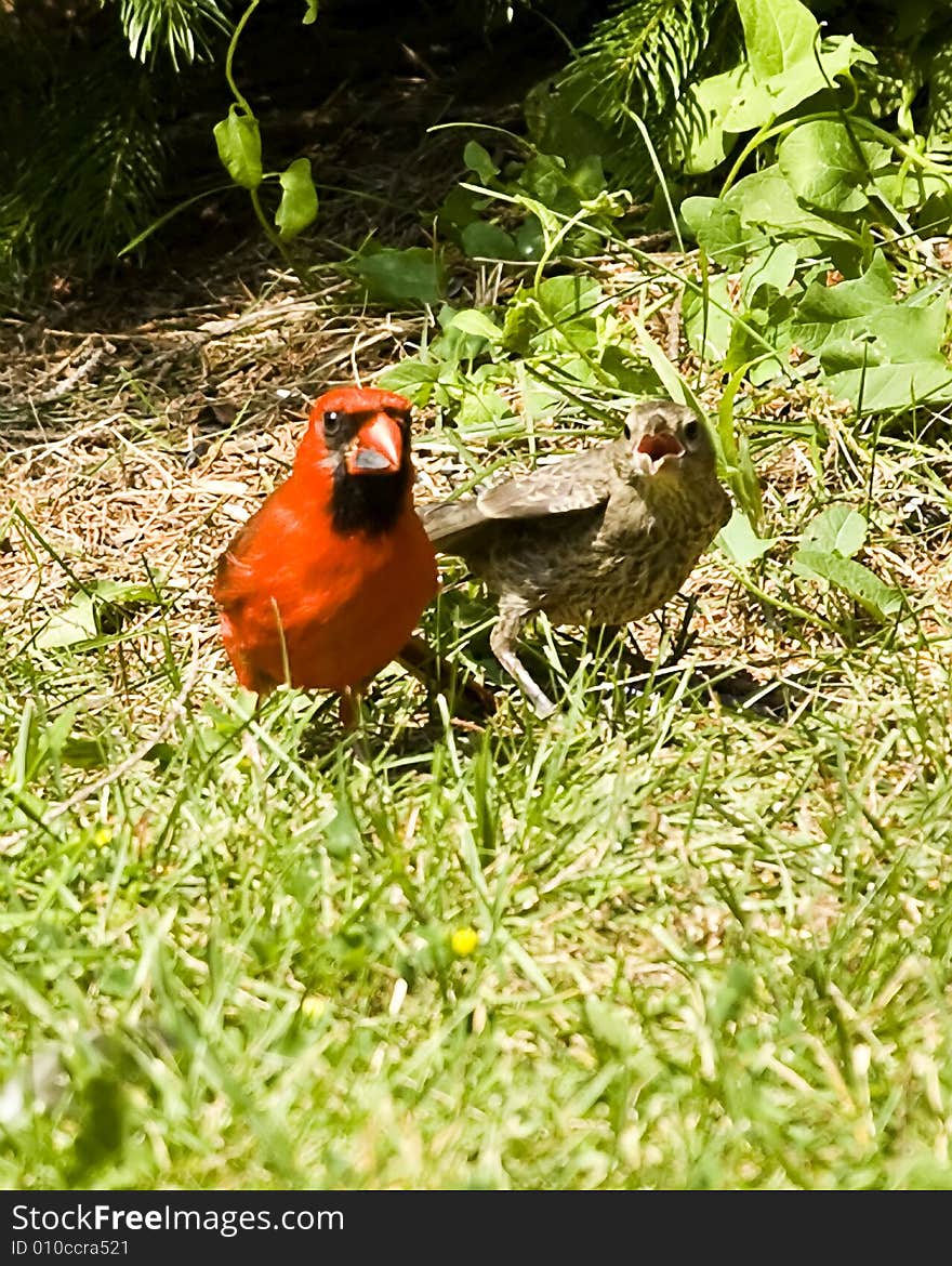 Cardinal and Young