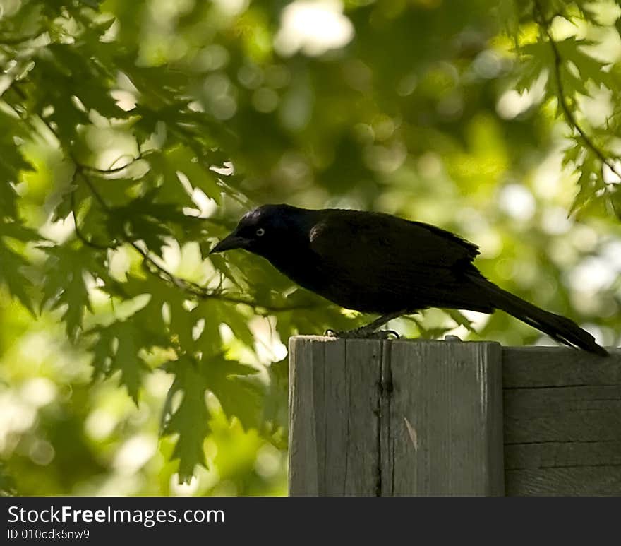 Grackle