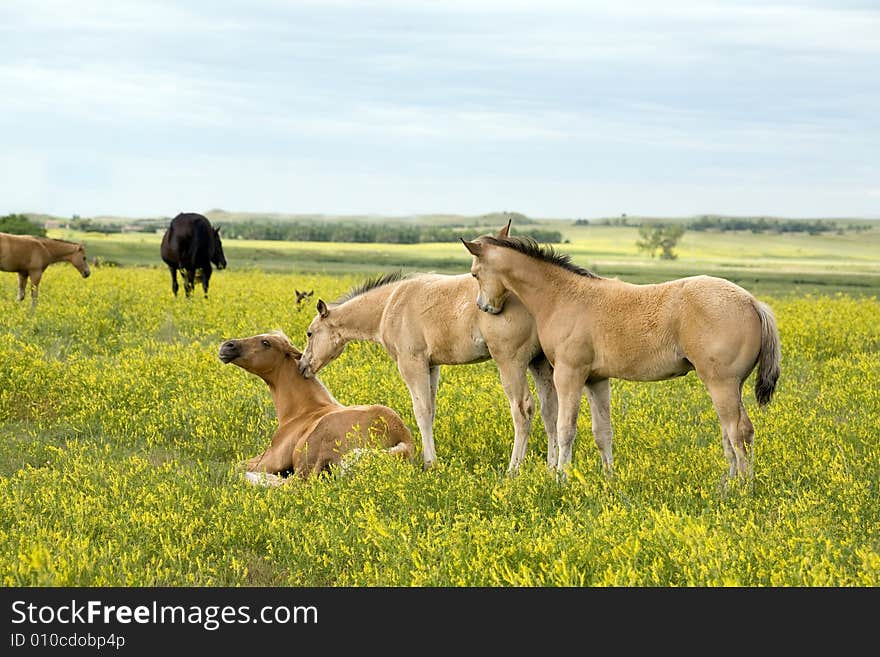 Quarter horse foals