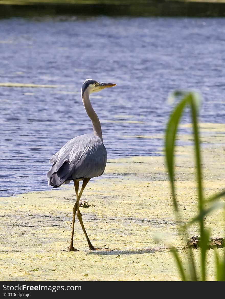 Heron walking at the river edge