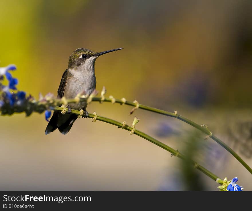 Female Ruby-throated hummingbird