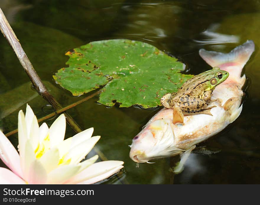 A frog sits on top of a dead floating fish in the water next to lily pads. A frog sits on top of a dead floating fish in the water next to lily pads