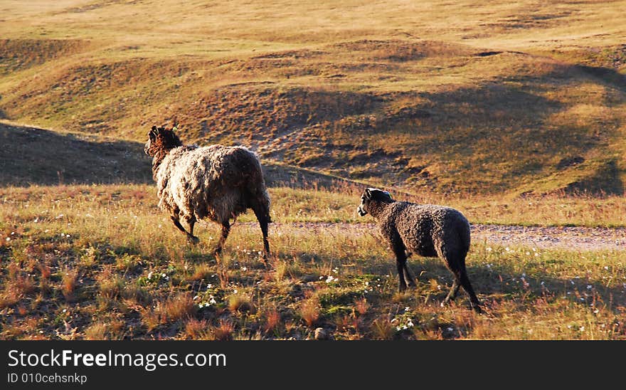 Two sheep on the field going home. Two sheep on the field going home