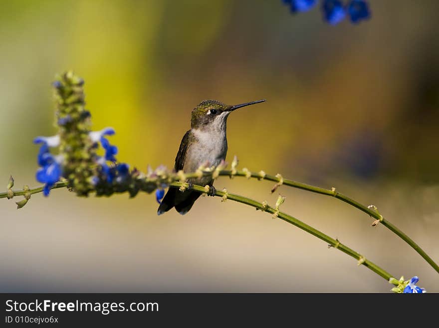 Female Ruby-throated hummingbird