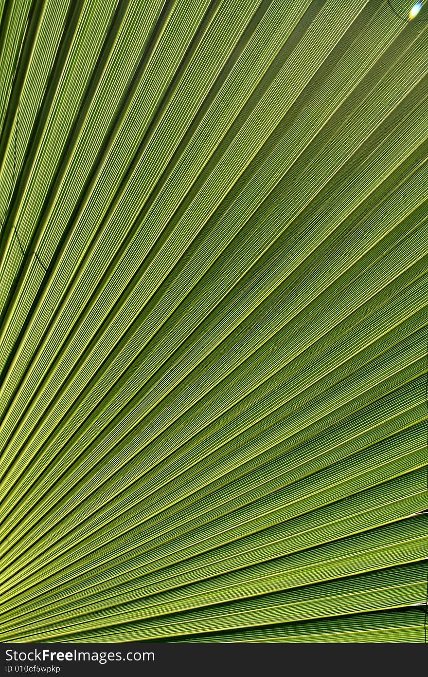 The green leaf of palm as background