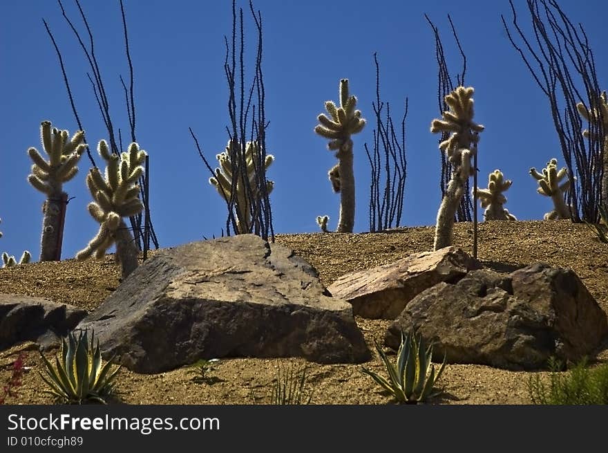 Cholla on the Hillside