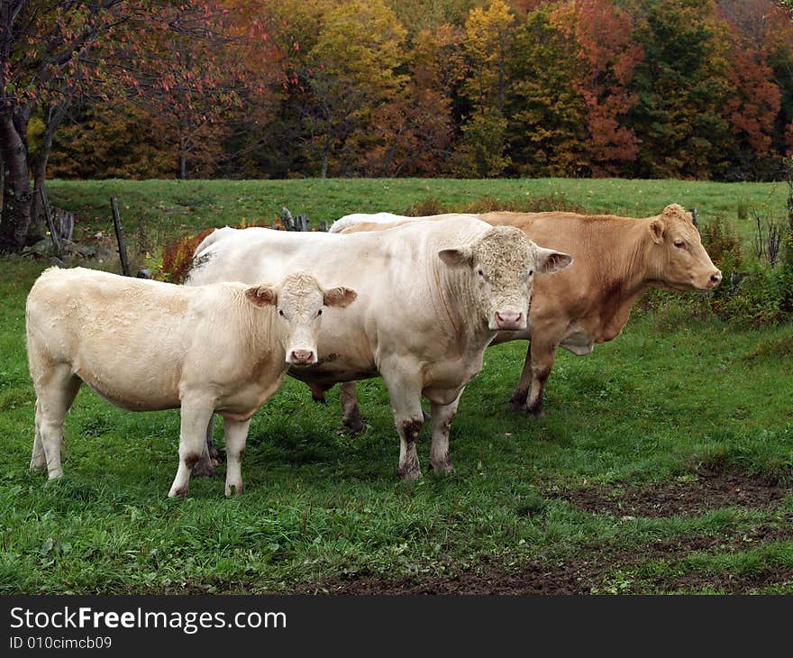 Cow, calf and bull in pasture with autumn leaves. Cow, calf and bull in pasture with autumn leaves