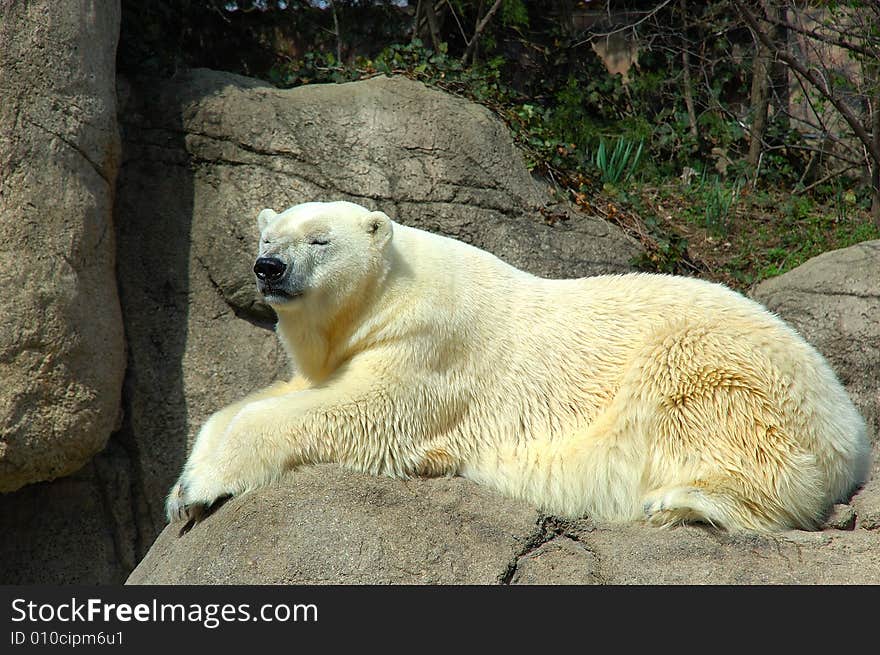 The polar bear (Ursus maritimus) is a bear native to the Arctic Ocean and its surrounding seas. The world's largest predator found on land, an adult male weighs around 300–600 kg (660–1,300 lb), while an adult female is about half that size.The IUCN now lists global warming as the most significant threat to the polar bear, primarily because the melting of its sea ice habitat reduces its ability to find sufficient food. The IUCN states, If climatic trends continue polar bears may become extirpated from most of their range within 100 years.On May 14, 2008, the United States Department of the Interior listed the polar bear as a threatened species under the Endangered Species Act.