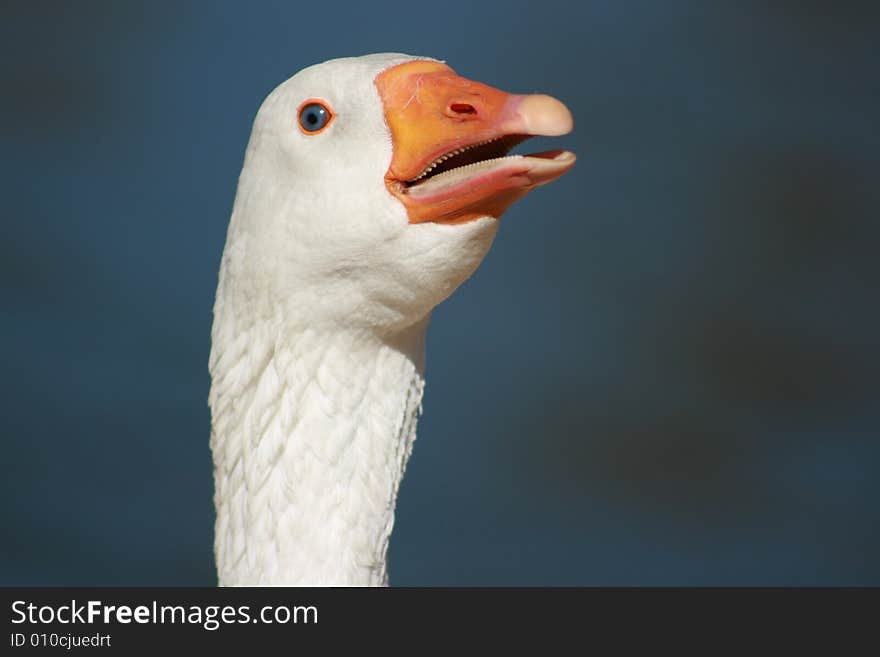 Goose