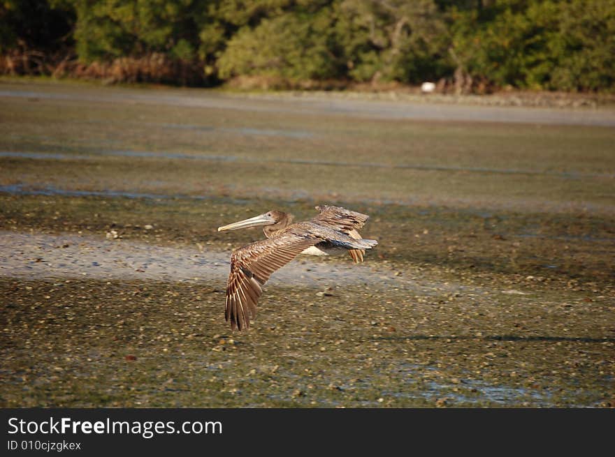 Pelican