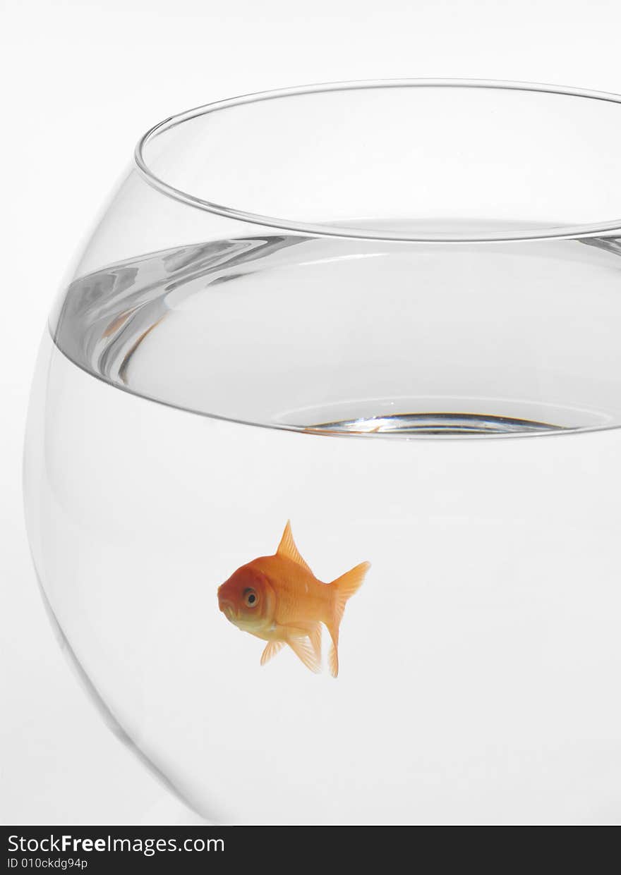 Red fish swimming in Aquarium