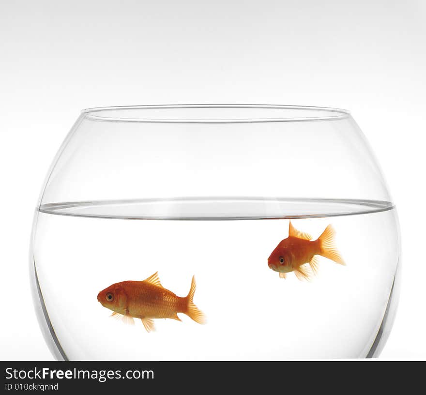 Goldfishes in Aquarium on a white background