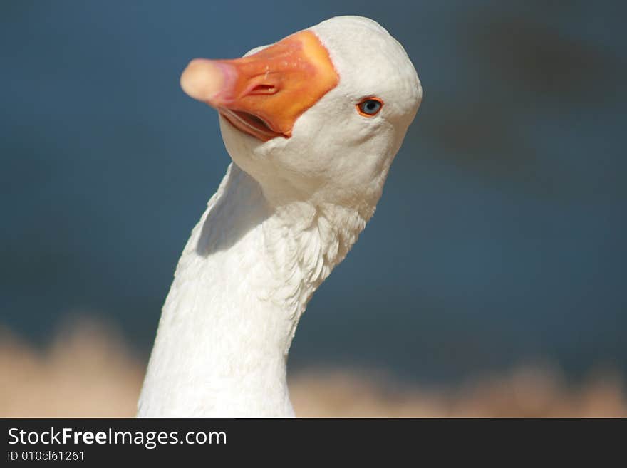 Goose