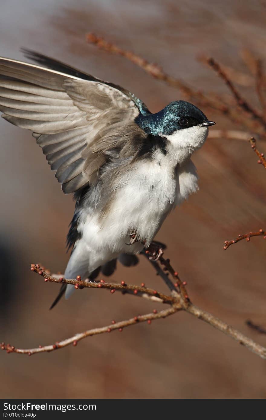 Tree swallow