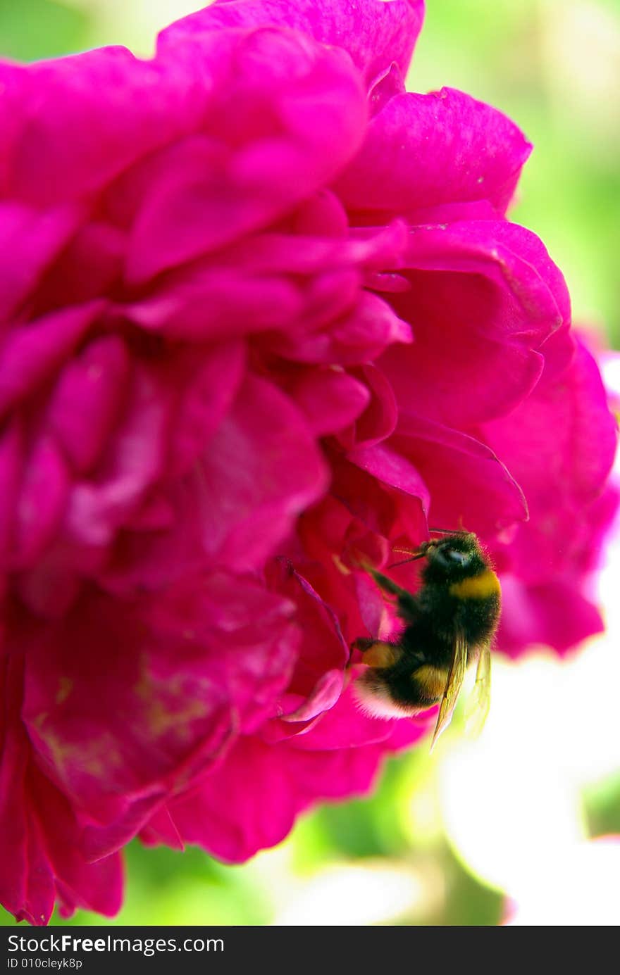 Macro of a bumblebee gathering the nectar of a flower. Macro of a bumblebee gathering the nectar of a flower