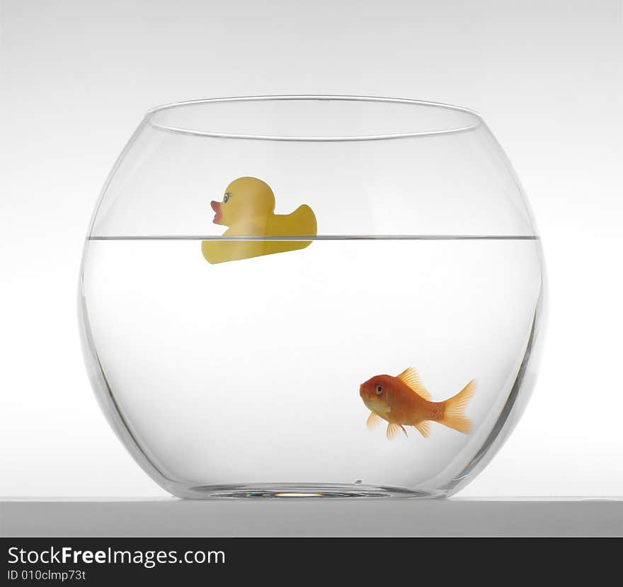 Goldfishes in Aquarium on a white background