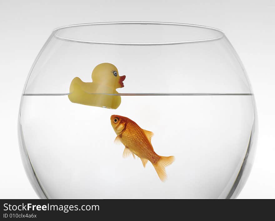 Goldfish with a rubber duck