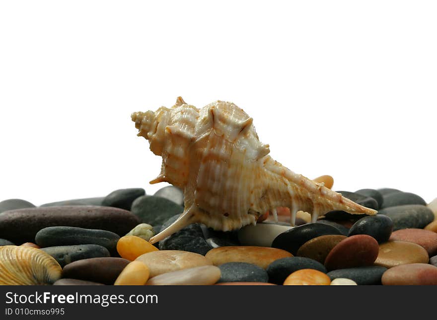 Seashell and stones