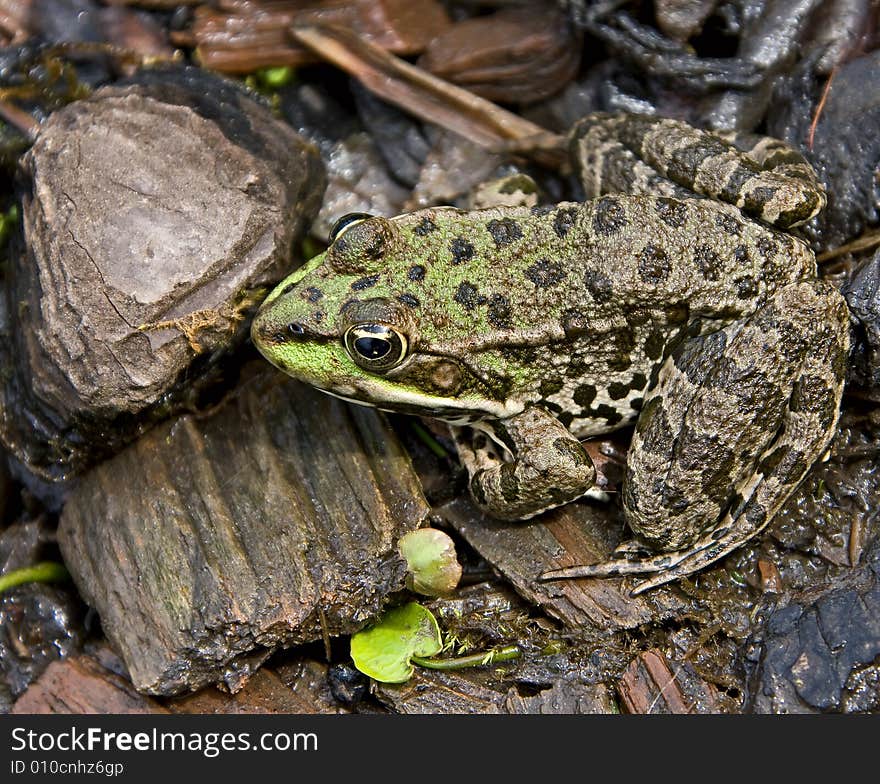 Portrait of common green frog. Portrait of common green frog