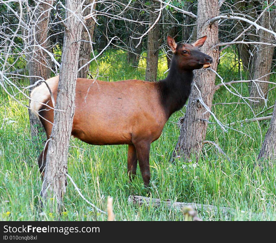 An Elk Cow, Cervus canadensis, During Early Morning in the Forest