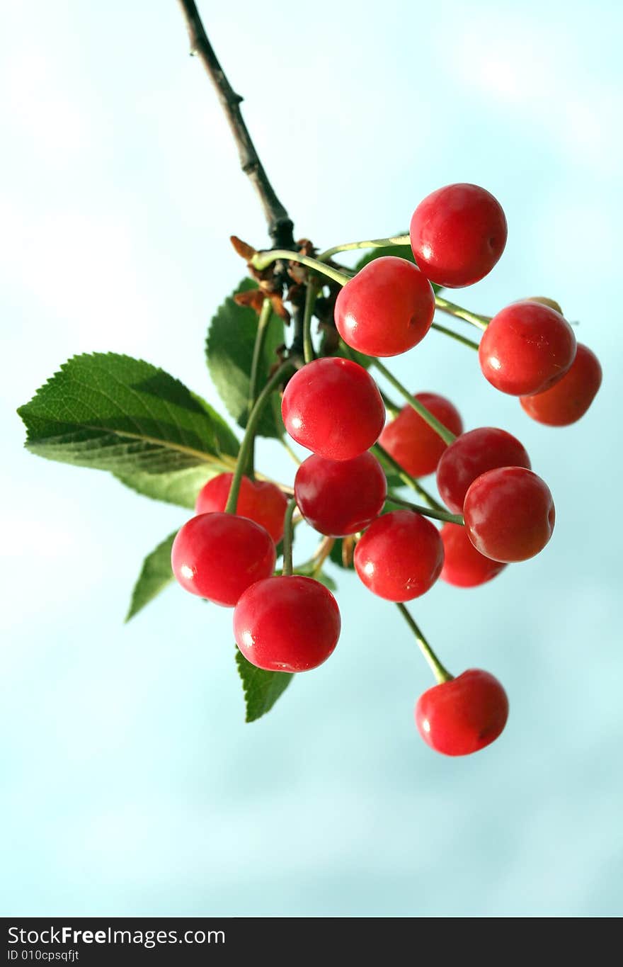 Red Cherry