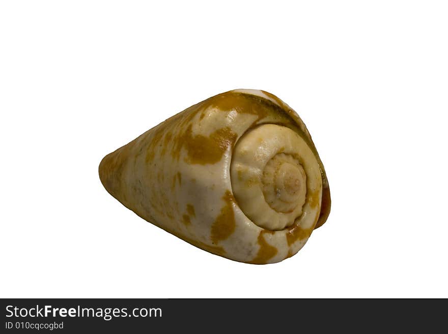 Isolated sea snail shell on white backround. Isolated sea snail shell on white backround