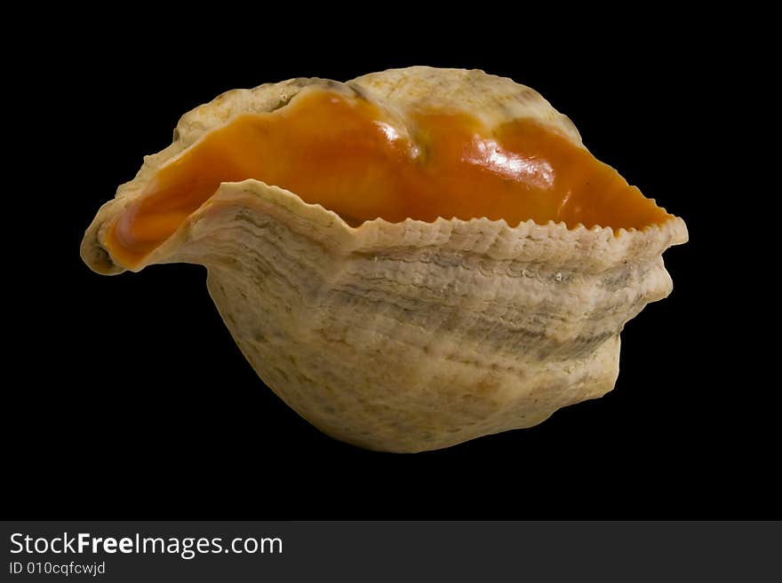 Isolated sea snail shell on black background. Isolated sea snail shell on black background