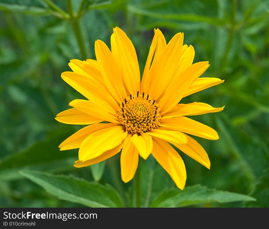 Yellow Daisy