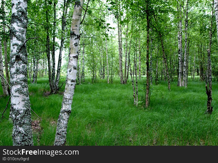 Birches in delta (nature reserve). Birches in delta (nature reserve)