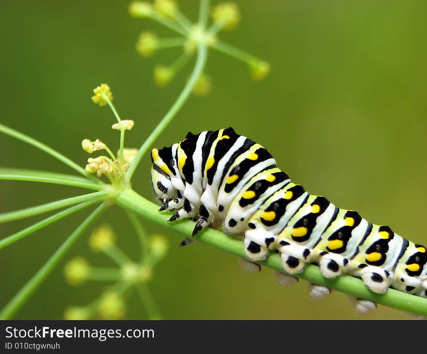 5th? instar black swallowtail caterpillar on dill plant