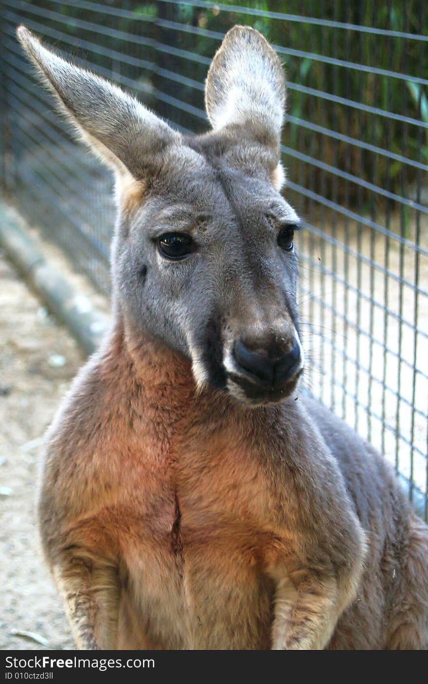 Kangaroo