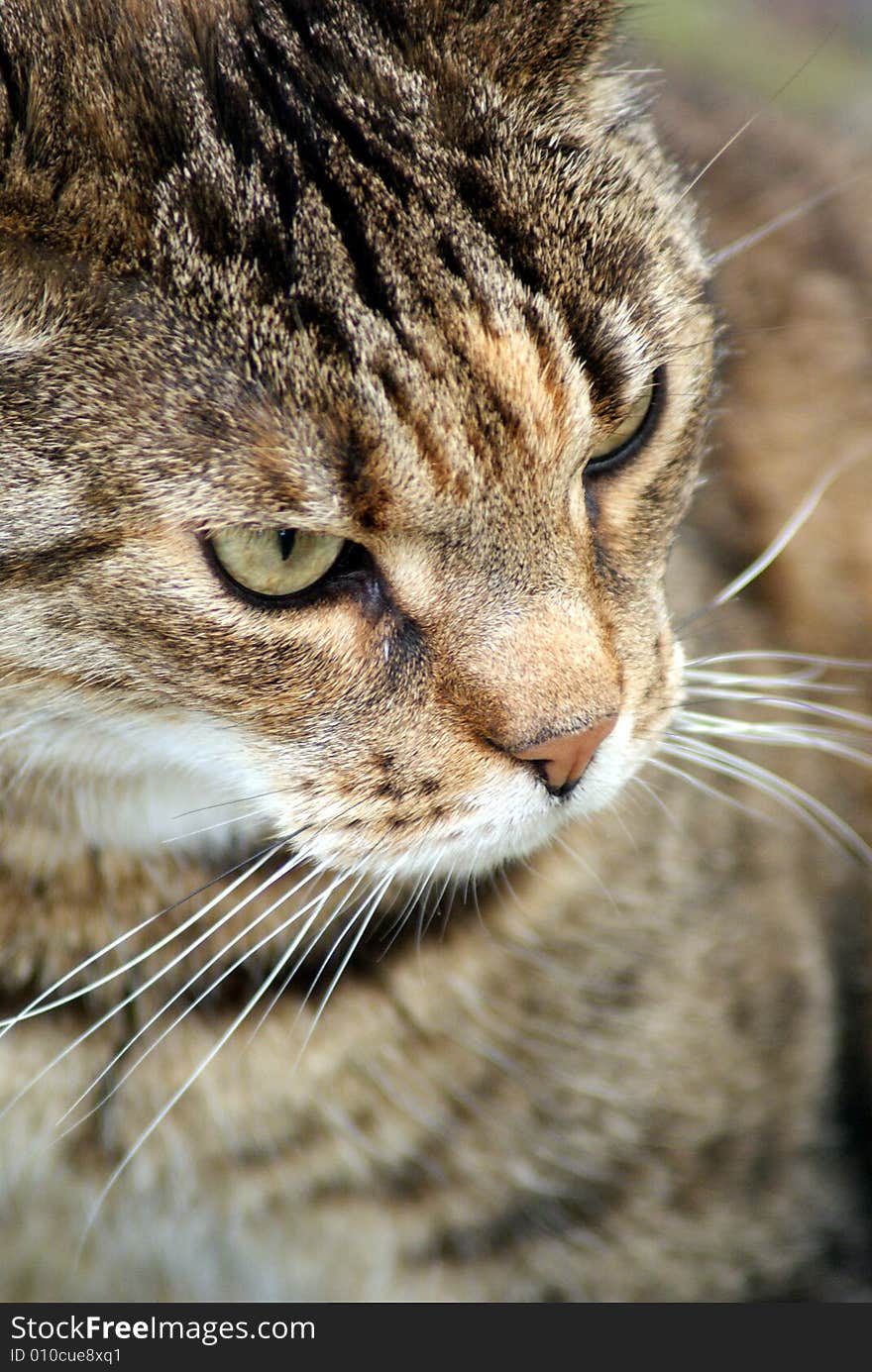 Tabby cat with green eyes and cruelties in mind. Tabby cat with green eyes and cruelties in mind