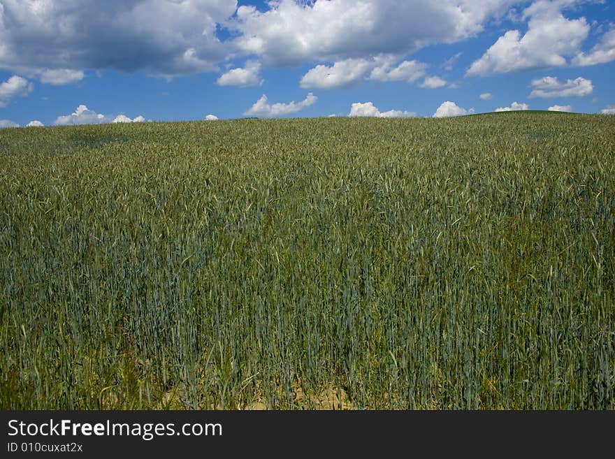 Cornfield in Slovakia in june