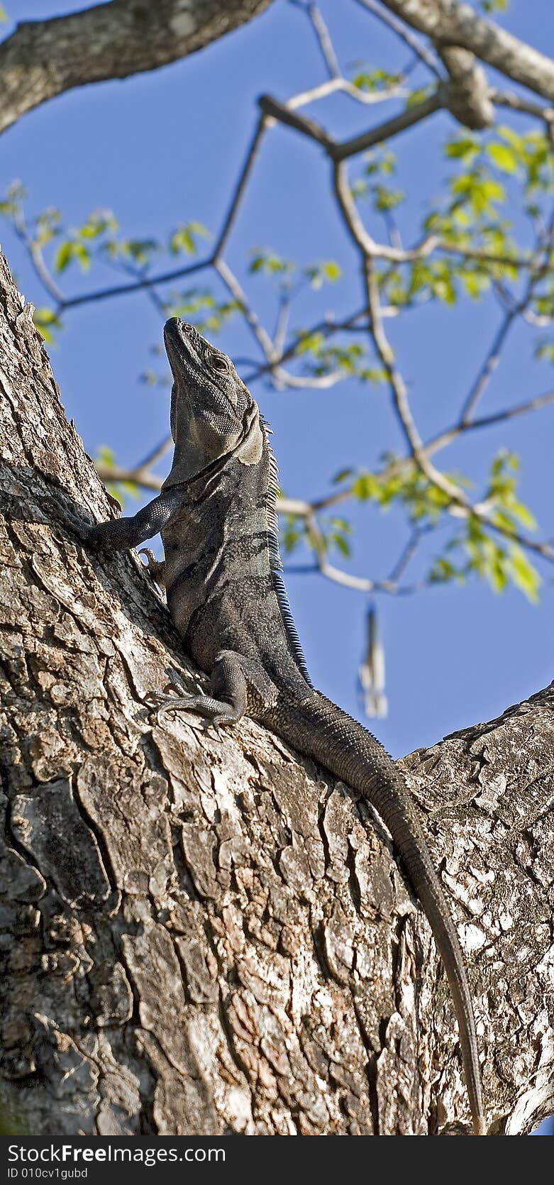 Iguana In Tree Looking Up