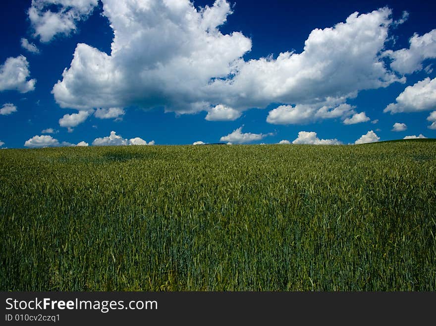 Cornfield with clouds in Slovakia