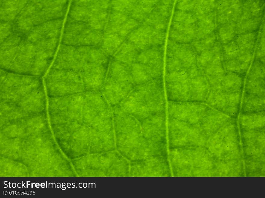 Macro leaf veins